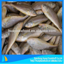 fresh frozen baby yellow croaker fish for sale with superior service